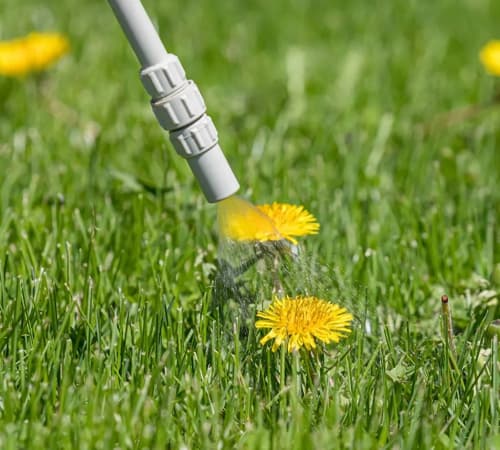 Lawn Fertilization Service Image